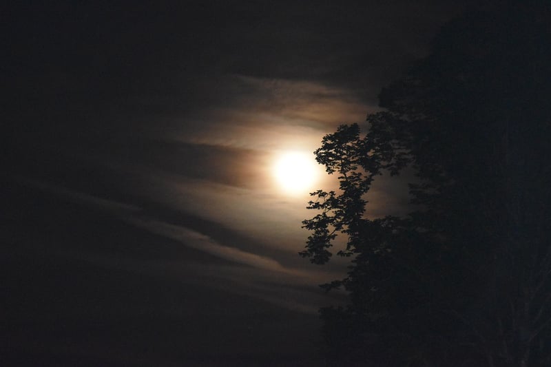 Moonlit Meadows